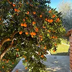 Apartman The Orange Garden