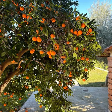 Apartment The Orange Garden